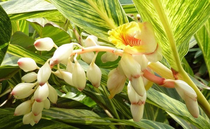 盘点|盘点9种名贵花草,每一种都高贵优雅,看看有你喜欢的吗?