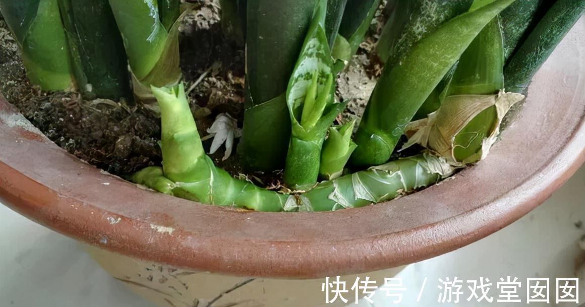 虎皮兰有“3喜2怕”，难怪不爱长新芽，现在纠正也不晚