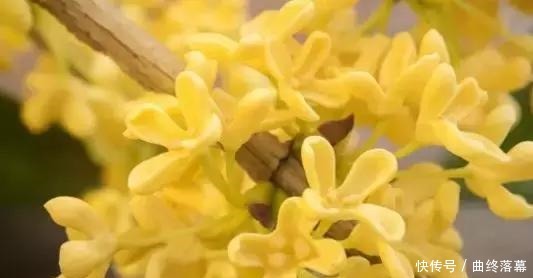 桂花,就是最美秋日诗词!