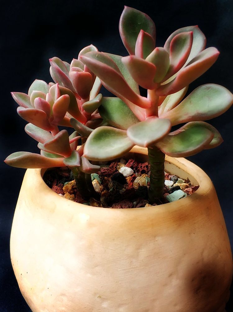 成长|与多肉一起走过的日子,见证多肉的成长过程!