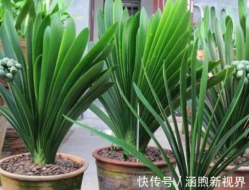 花生壳|君子兰吃点“小颗粒”,长速就像“大白菜”,1年冒5对“油绿叶