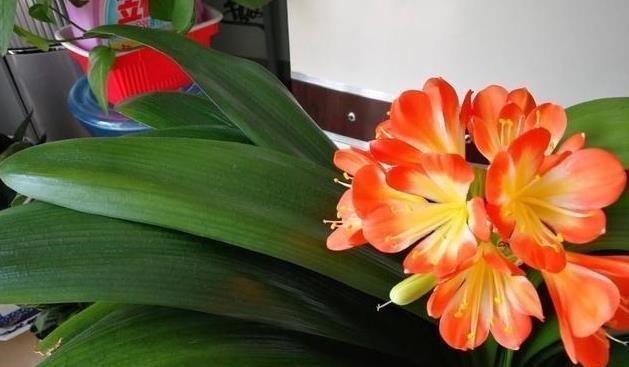 养君子兰用这个小妙招,开花多、新叶多、不夹箭,叶子绿的发光