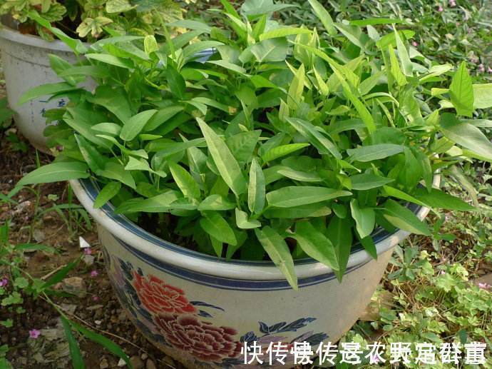 空心菜|对身体很好的3种食物,值得天天吃,补充营养,身体棒棒哒!