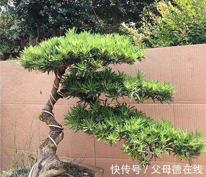 家在北方，养好罗汉松，此几点定要注意
