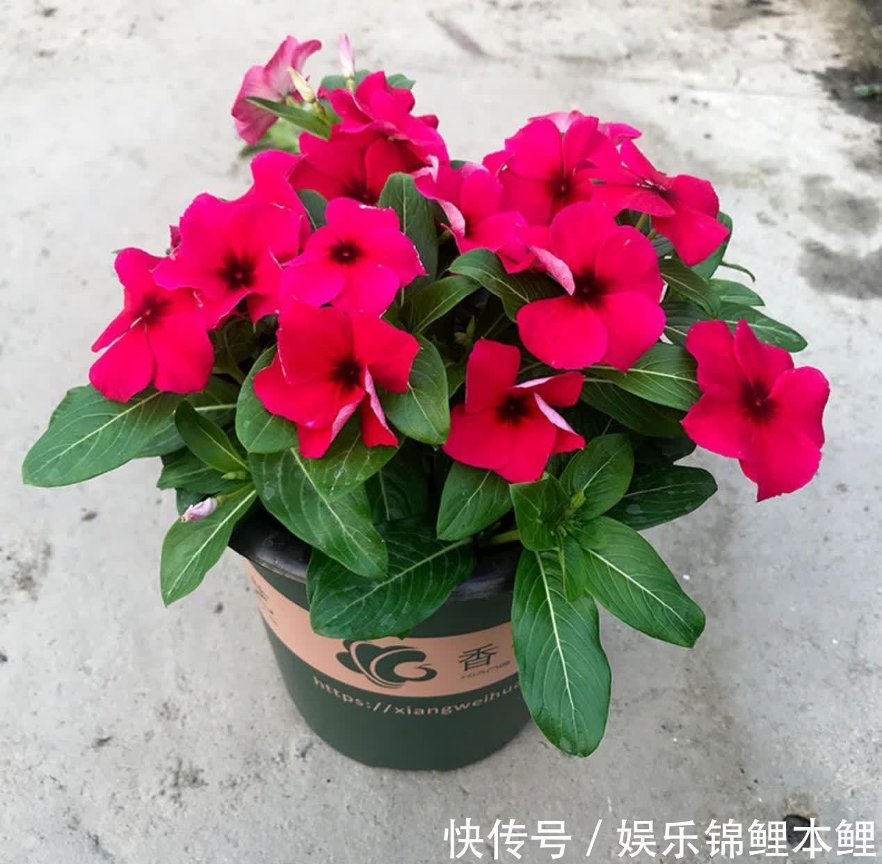 技巧|新人挑盆栽没经验,难免会入坑,趁早学会这6个技巧不踩雷