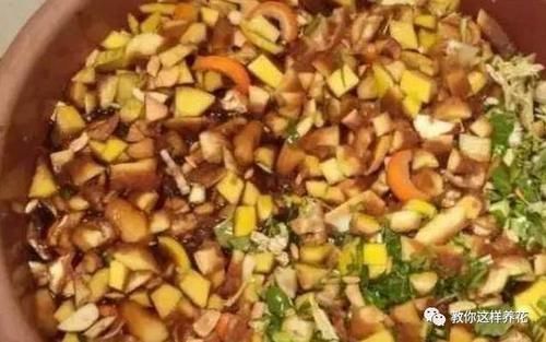 花草养不活，放点香蕉皮，打鸡血一样疯长！