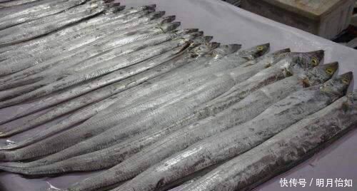 带鱼|为什么带鱼要进口,而不在东海和南海自己捕捞今天算长见识了