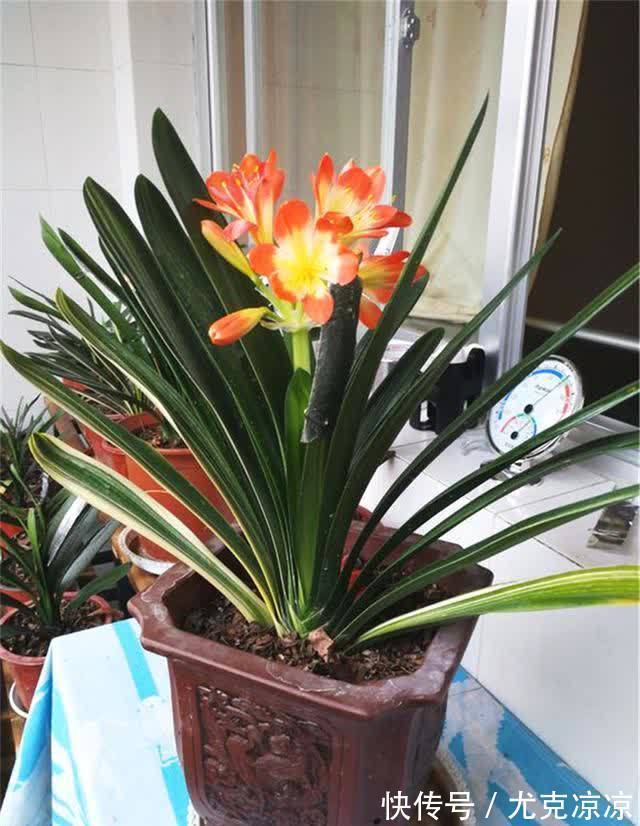 温馨|5种养人花，建议卧室养一盆，促睡眠“养精神”，温馨又大气