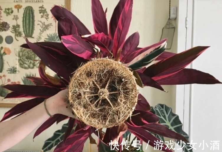 盆栽|这3种情况下,给植物换盆土,结果无异于“自掘坟墓”