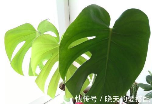 养殖|龟背竹有毒吗可以放在室内养吗,家中养殖龟背竹需要注意哪些事项