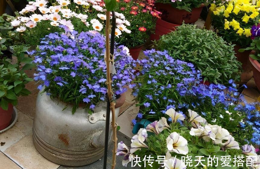 夏季|进入8月,受高温影响,养花种草不注意这几点照样问题频出