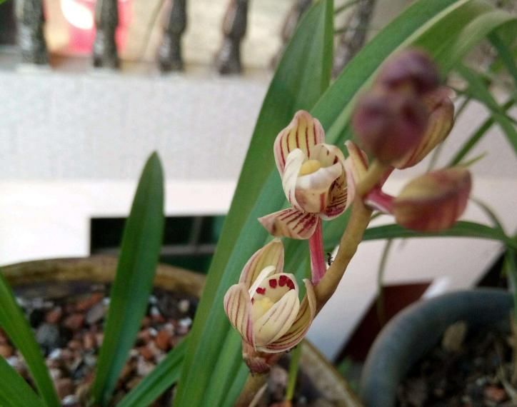  兰花|此兰花色由粉转黄，花开出架，一茎10花，是四季兰铭品