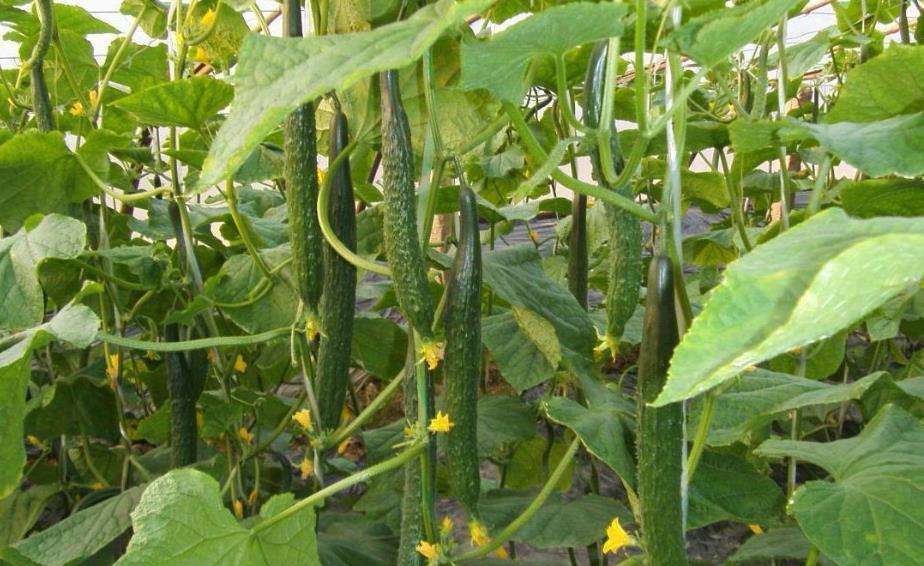 鉴别|还在吃“激素黄瓜”?学会4个鉴别小妙招,再不怕买到激素黄瓜