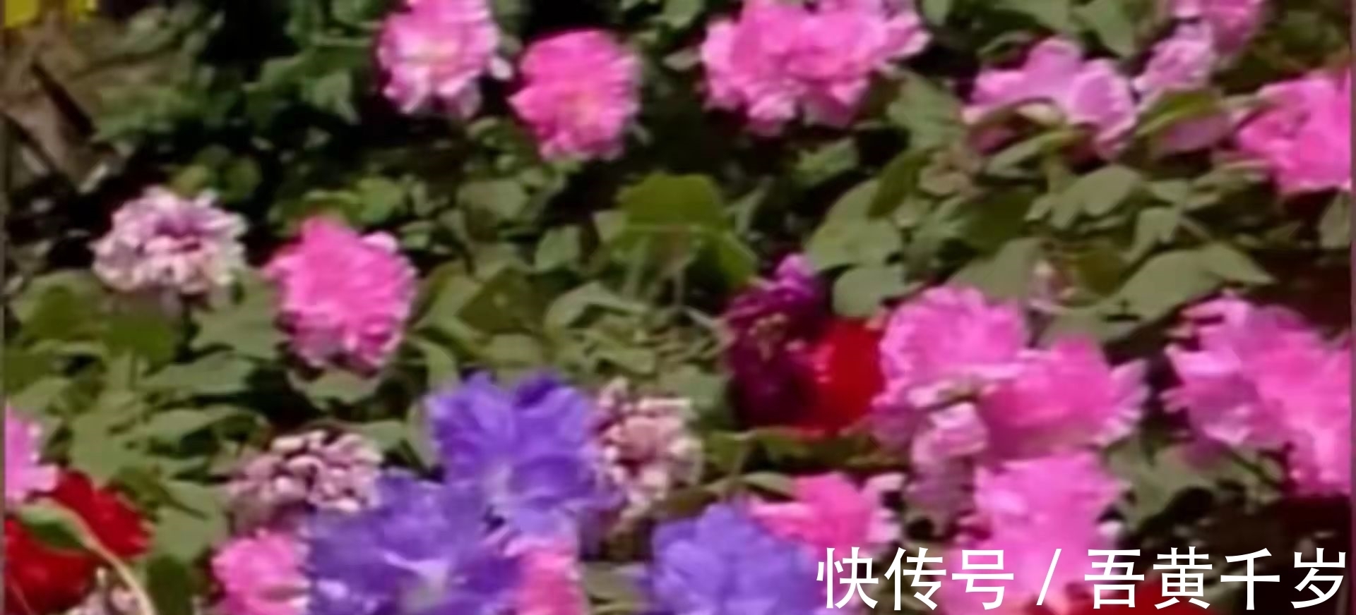 新版@没有对比就没有伤害,一个简单的睡姿,看两版《红楼梦》的差距