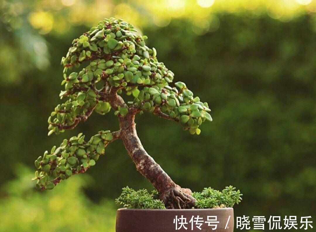 修剪|八月养金枝玉叶,激活“三开关”,窜出八爪根,次年长成苍劲老桩