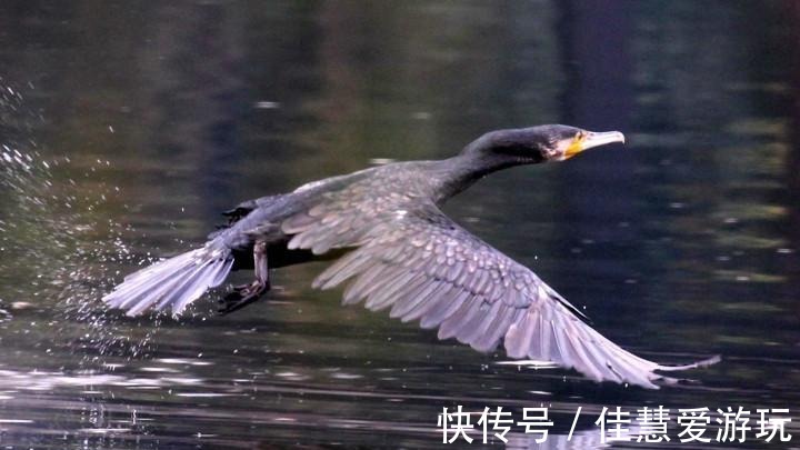 写乎|你读书多, 认认《山海经》中的神鸟异禽