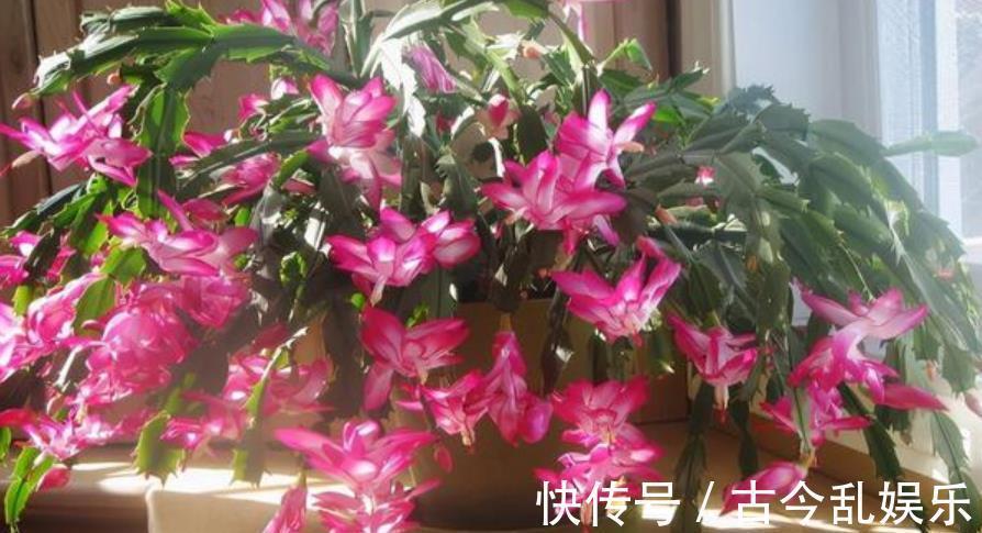 国庆之前,5种花养一盆正当时,枝繁叶茂,冬春早开花