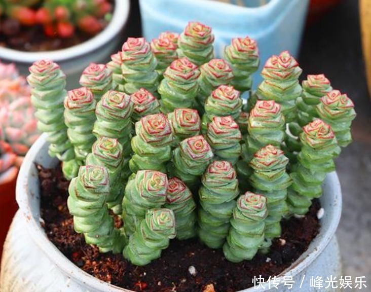 3种花自带“财运”,养家里一盆,财源广进,好运滚滚来