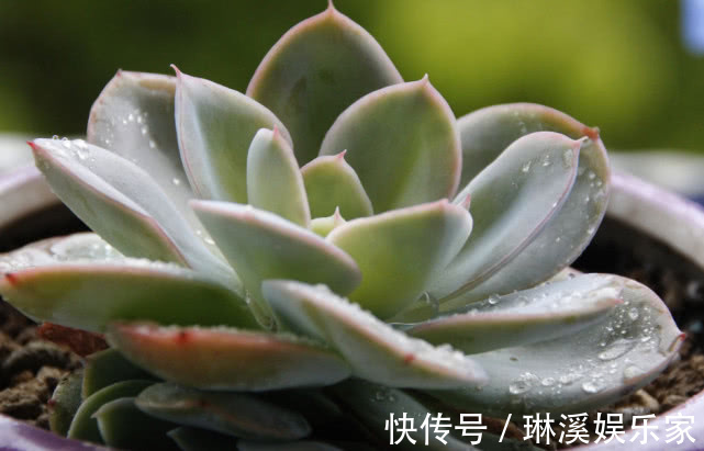 多肉不好养给它喂点“这种水”，快速上色越长越旺，爆盆不是梦