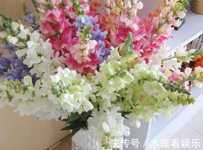 正月二十七,无论再穷家里都要摆上4种招财花,牛年旺福旺财