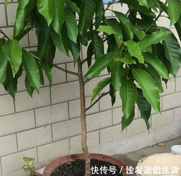 养花的土变硬了老花匠别铲,浇上“1种水”,30天变疏松