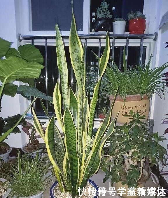 铁线蕨|12种耐阴花，适合养在卫生间里，光不好也能呼呼长！