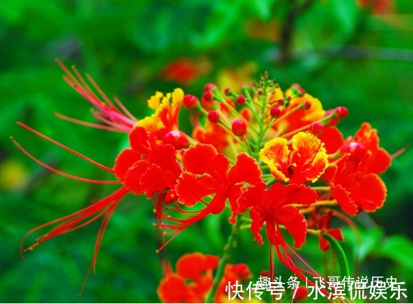 鲜花|此花花朵像凤凰一样，赤红色的花朵就像火焰，寓意着火热青春