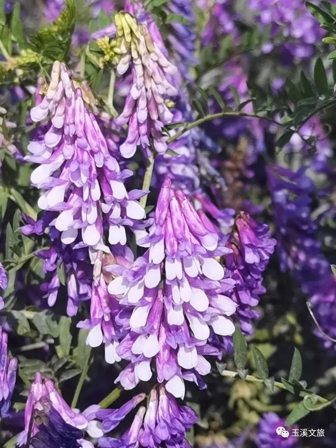 春日玉溪赏花丨超美！这片“紫色海洋”你知道是什么花吗？