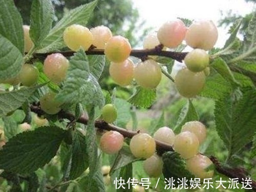 色斑|女性不想老得快,当零食吃几颗,淡化色斑,不贫血了,脸色更红润