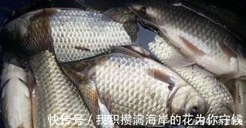 配方|鲫鱼“最上瘾”饵料,水里一抛,方圆30米的鲫鱼死命的咬钩