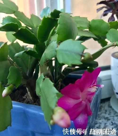 土壤|养花土里掺点它,碱性变酸性,花卉叶子呼呼长!