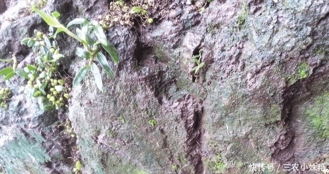 人称“皇帝草”,若出现您家岩石上,请保护好,价值堪比“黄金”
