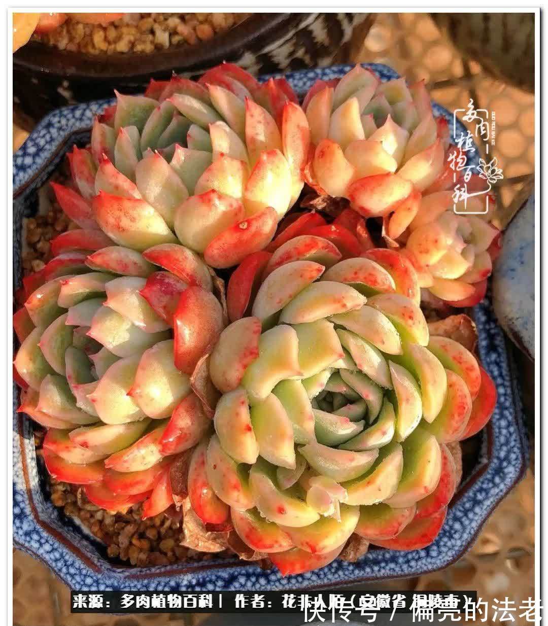 感恩遇见,感谢有你——多肉