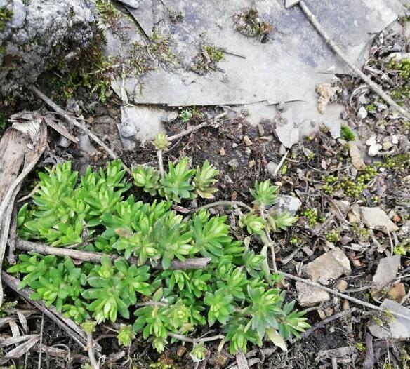 长在缝隙里的它，人称“打不死”，拔了别扔，回家种盆里，美翻天