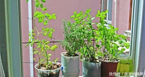 解决|土壤板结不必再换土了,简单一招教你完美解决