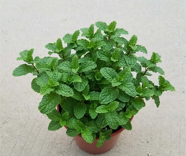 花卉|养花土“板结”,2种“水水”浇盆里,土壤疏松透气像“面包”