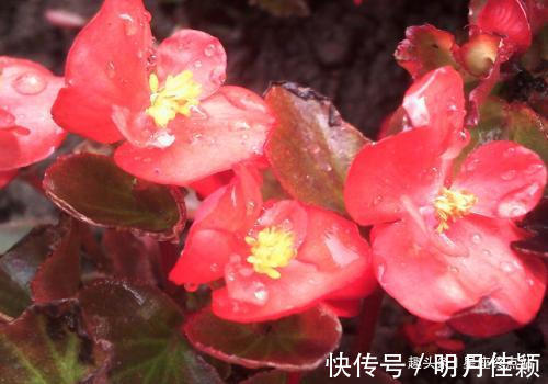 马男|再也回不到当初!总是对初恋念念不忘,难以忘记的四大生肖男