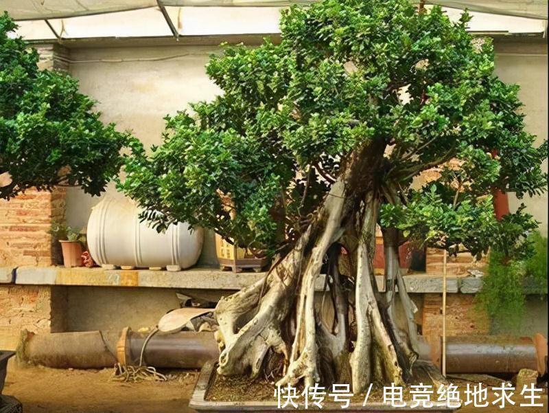 有2种古老庭院树,如今走错路都能遇到,可养好了依旧昂贵