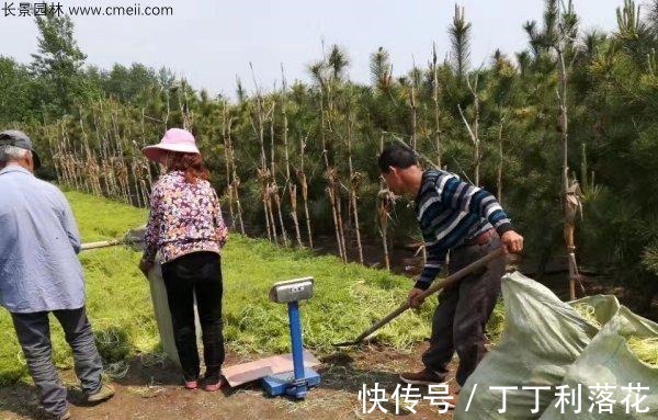 佛甲草|佛甲草能长多长！