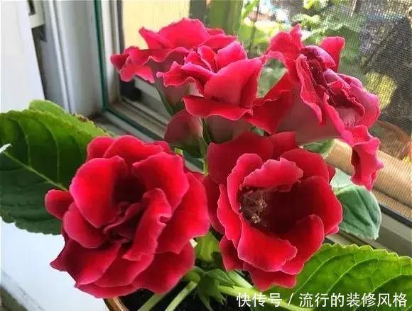 雪泥|最漂亮的盆栽花,一年到头开花不断,好看又好养