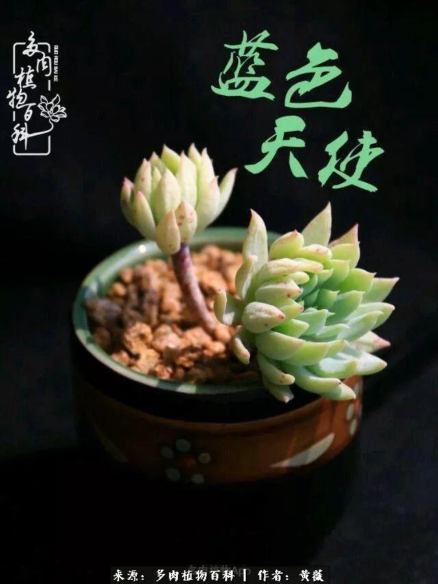 养了三年多肉，终于明白佛系养肉才是王道！