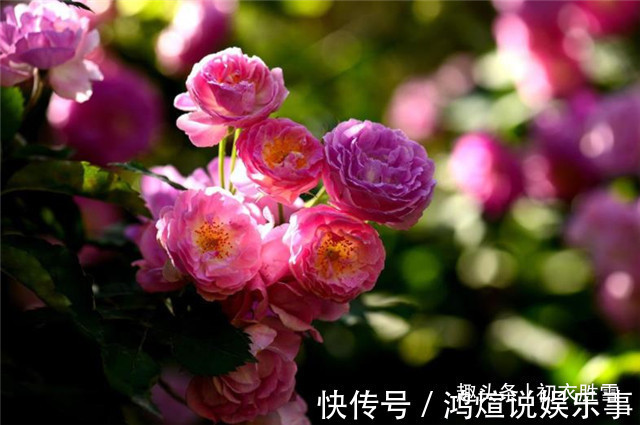 蔷薇$蔷薇唯美诗词5首,蝶交飞,戏蔷薇,治愈你的伤春