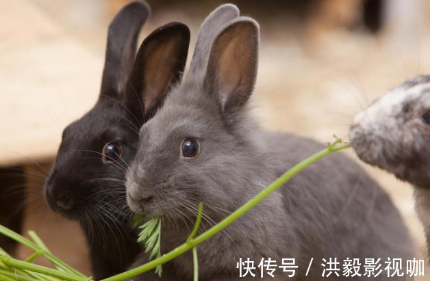 婚配|生肖猪的“上上等婚配”，找对人了可旺一生，是天定的郎才女貌