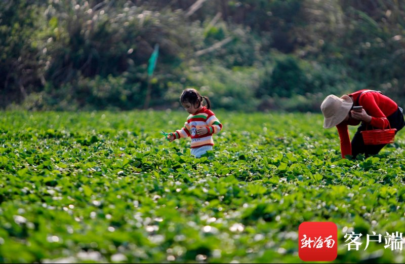 春节假期海口农庄迎客忙 市民游客尽享田园采摘乐|原创组图 | 初五
