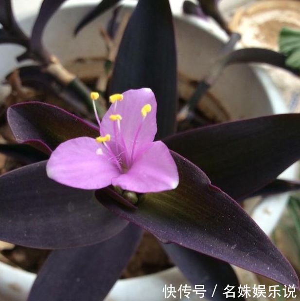 花期|家养这些植物,阳台开出花海,开花一茬接一茬,瞬间变得高大上