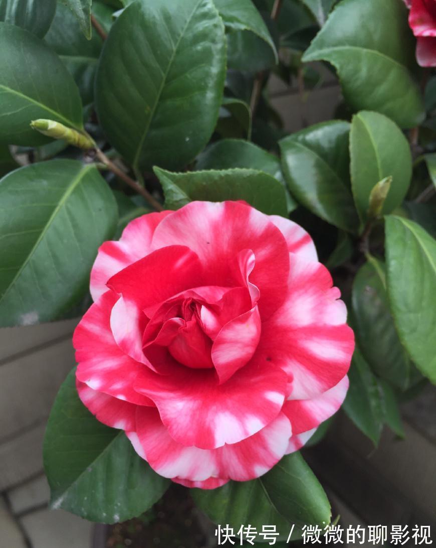 牡丹|此花是中国十大名花之一,花开30朵,漂亮不输牡丹