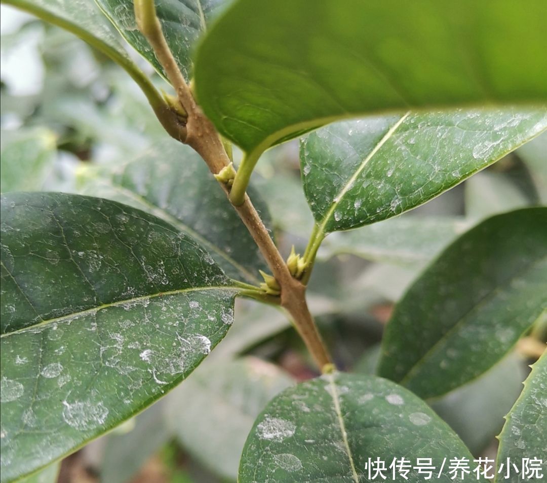 桂花|8月桂花正长花苞，给它用上1种肥，开花多，香味更浓