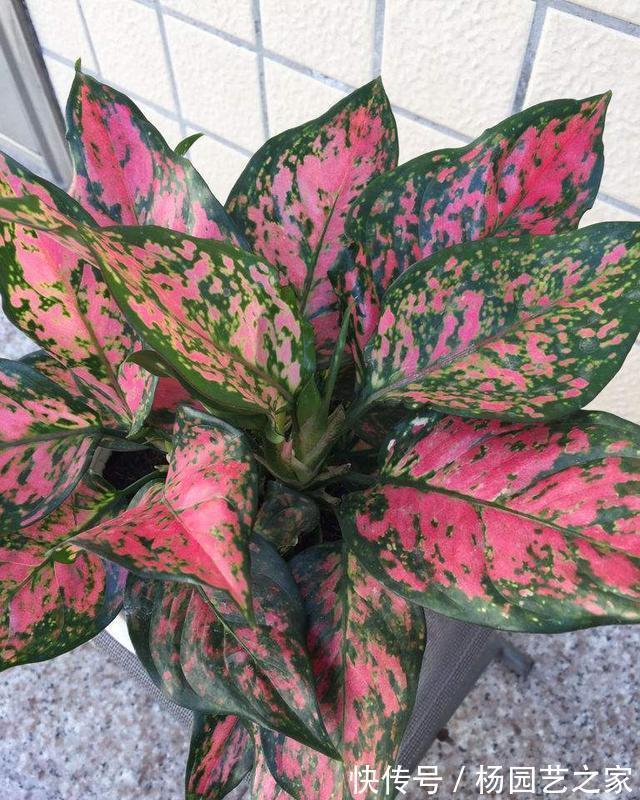 客厅|6种“吉利花”,养在客厅最适合,好看又大气,不见光照也能开爆