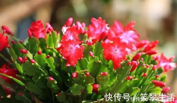 花蕾|蟹爪兰这么浇水,不仅不死,反而长的更好了