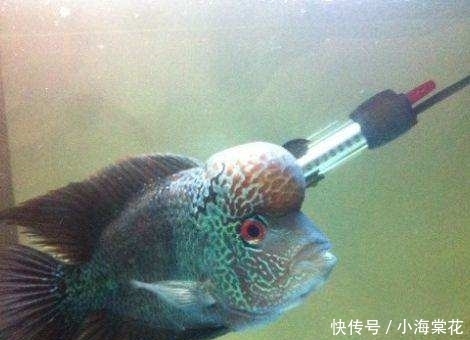 罗汉鱼发色过程!!!